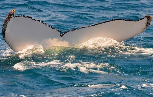 Whale-Watching-80.jpg